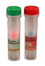 Antibodies and antibody labeling