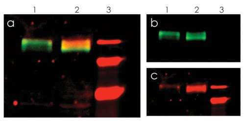 Simultaneous detection of EGFR and phospho-EGFR with WesternBright MCF