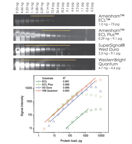 Westernbright has the greatest linear dynamic range 