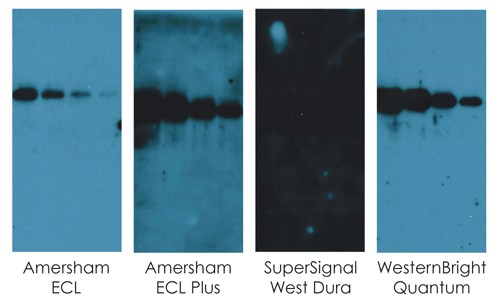 Quantum give very low background in your Western blots
