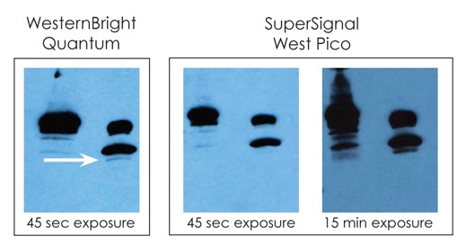 Detect faint bands with a short exposure on film