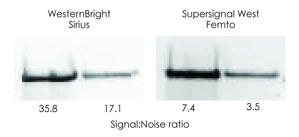 Sirius substrate has low background on Western blots